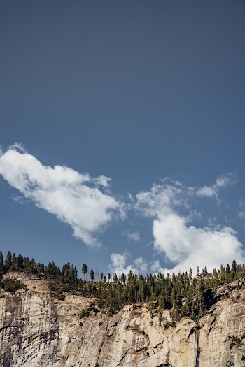 Pine Trees on Cliff