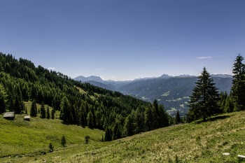 Pine Trees on Mountain Under Blue Sky during Daytime
