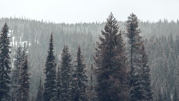 pine trees on snowy weather at daytime