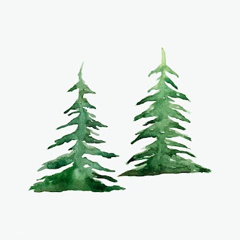 Pine trees painted by watercolor vector | Free stock vector - 489380
