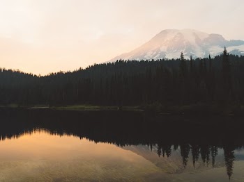 pine trees surrounded body of water mirror reflection photography