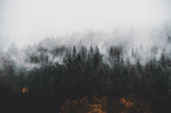 pine trees surrounded by fogs