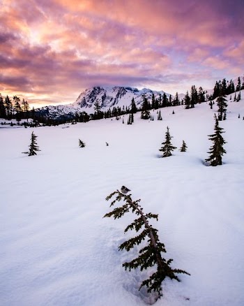 pine trees surrounding snows