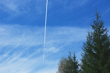 Pine Trees Under Blue Sky