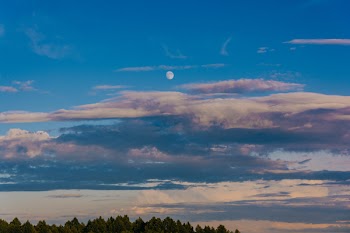 Pine Trees Under Cloudy Sky