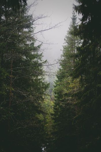 pine trees under cloudy sky