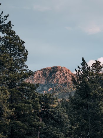 Pine Trees With Mountain in Distant