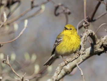Pine Warbler bird. Free public | Free Photo - rawpixel
