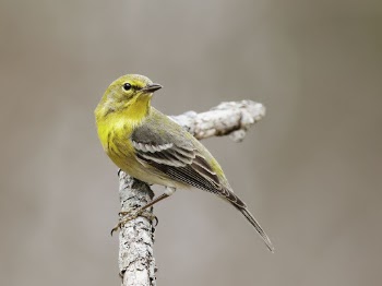 Pine Warbler bird. Free public | Free Photo - rawpixel