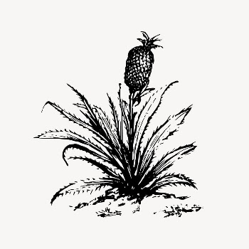 Pineapple bush clipart, agriculture illustration | Free Vector Illustration - rawpixel