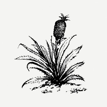 Pineapple bush collage element, agriculture | Free PSD Illustration - rawpixel