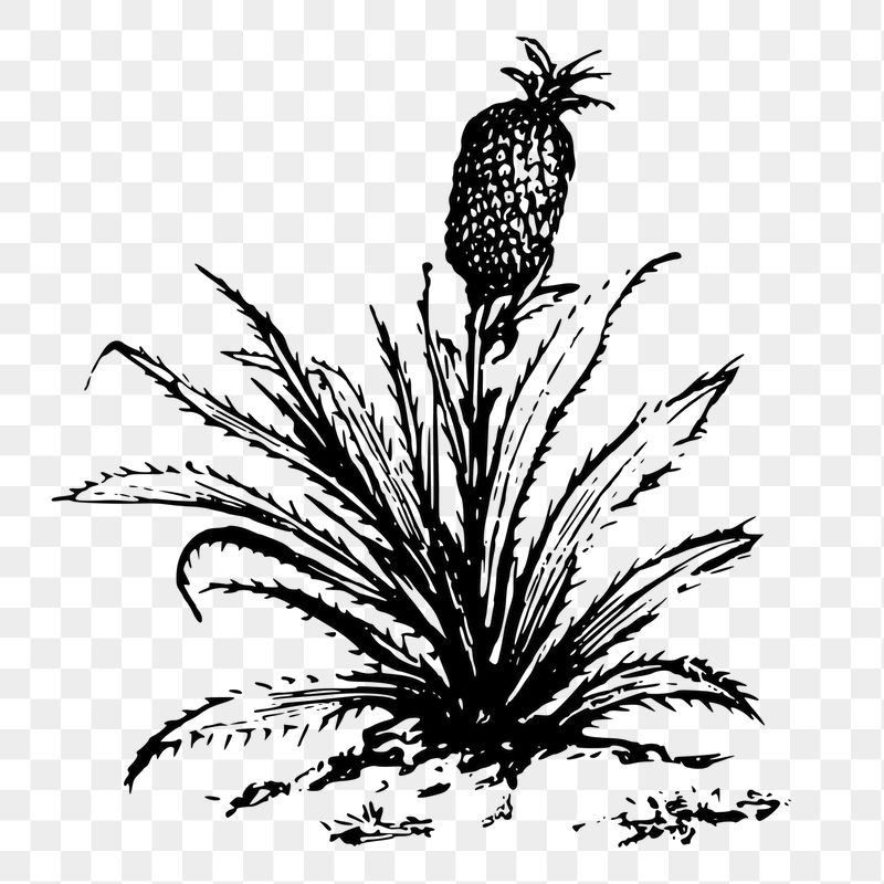 Pineapple bush png sticker agriculture | Free PNG - rawpixel