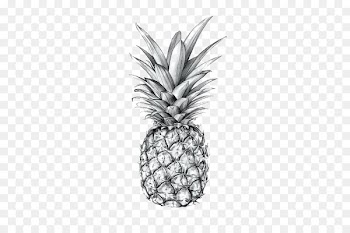 Pineapple Drawing Art Printmaking Sketch - pineapple 