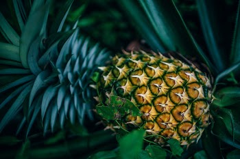 Pineapple Fruit