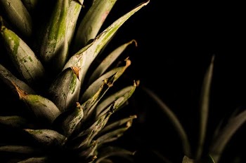 pineapple fruit
