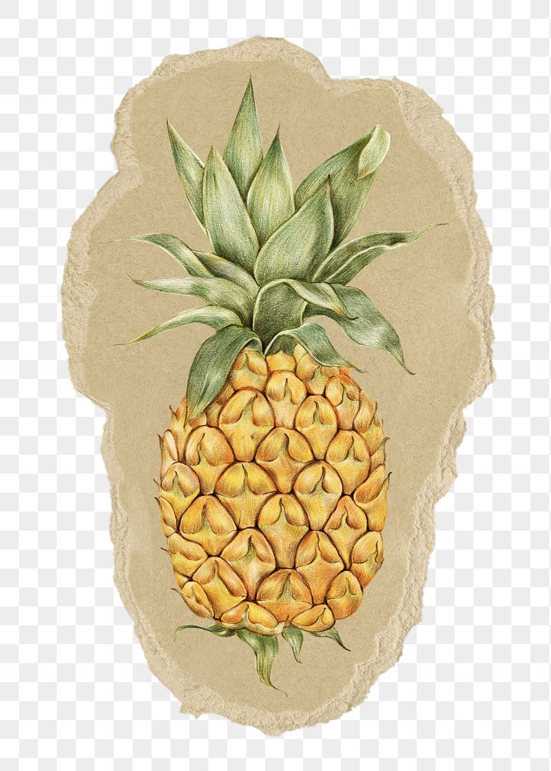 Pineapple fruit png sticker, ripped | Free PNG Illustration - rawpixel