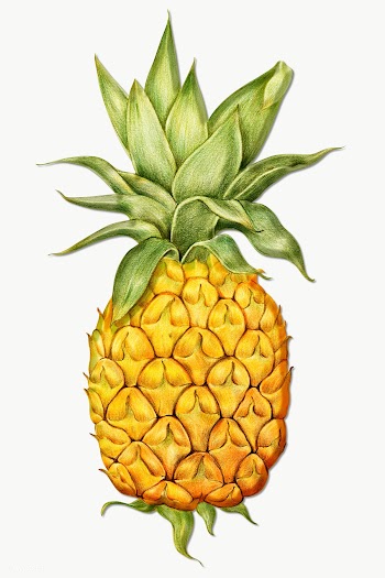 Pineapple illustration pencil colored style sticker design element | Free  transparent png - 2337466