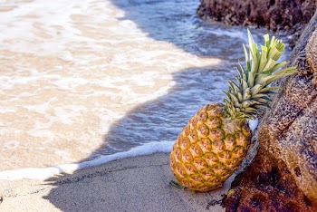 Pineapple in Seashore Leaning on Brown Rock