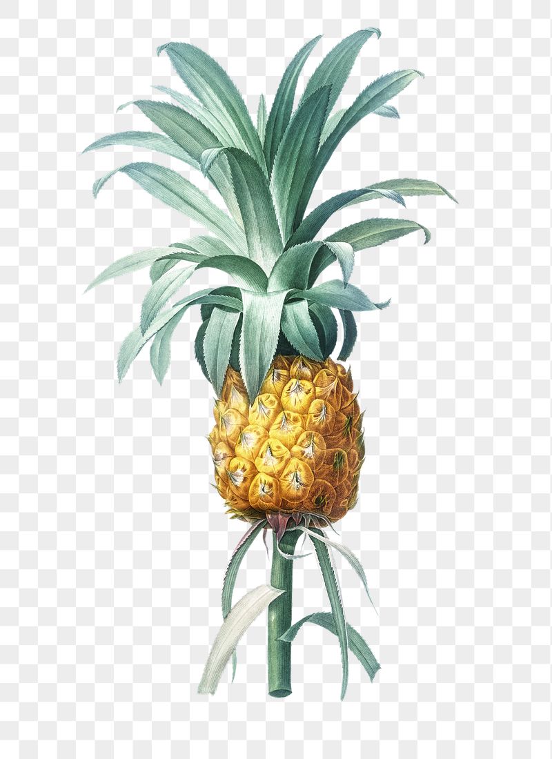 Pineapple plant png illustration sticker, | Free PNG - rawpixel