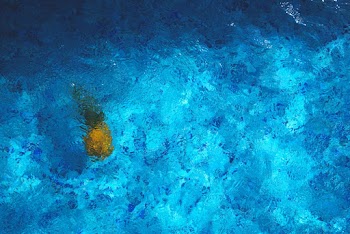 Pineapple Underwater