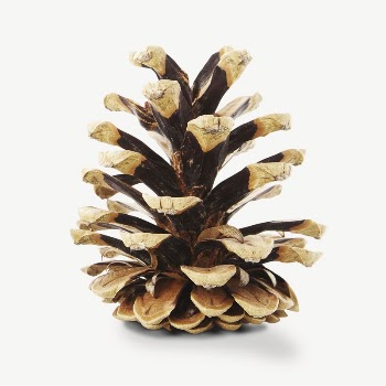 Pinecone collage element psd | Free PSD - rawpixel