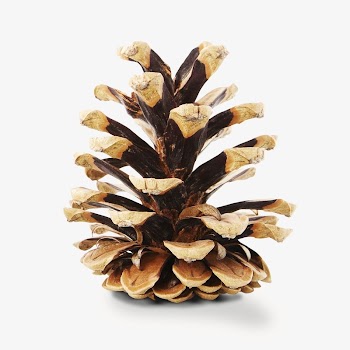Pinecone isolated design  | Free Photo - rawpixel
