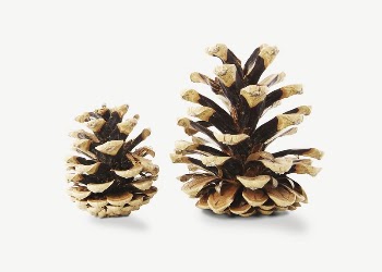 Pinecones collage element psd | Free PSD - rawpixel
