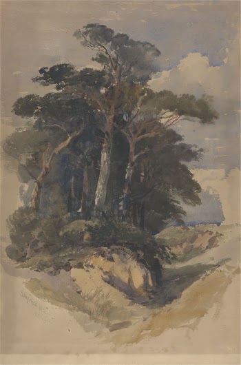 Pines on Hampstead Heath | Free Photo - rawpixel