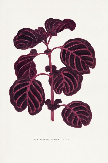 Pink Achyranthes Verschaffeltii leaf illustration | Free Photo Illustration - rawpixel