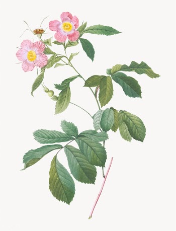 Pink alpine roses | Free stock vector - 574253