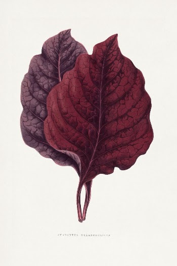 Pink Amarantus leaf illustration from Les | Free Photo Illustration - rawpixel