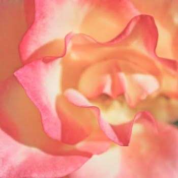 Pink and Beige Flower in Close-up Photography