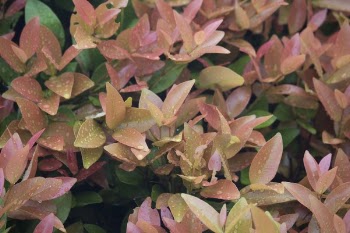 Pink and Brown Plant With Rain Drops