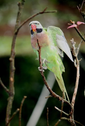 Pink and Green Bird on Tree Branch
