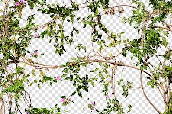 Pink and green flowers with branch , Vine Flower Tree Wall, Flowering Jungle Vines Flowers transparent background PNG clipart