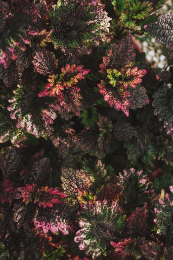 Pink and Green Leaves in Tilt Shift Lens