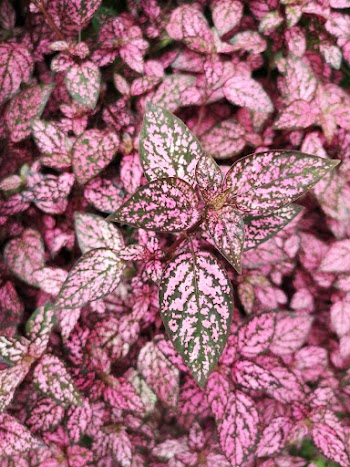 Pink and Green Leaves Plant