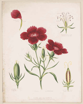 Pink and its parts (1872) | Free Photo - rawpixel