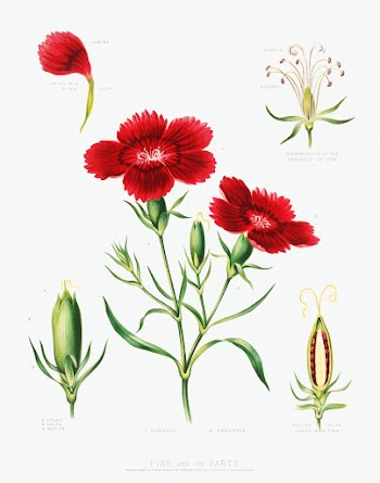 Pink and its parts (1872) in high resolution by Currier & Ives Original from The Library of Congress. Digitally enhanced by rawpixel.