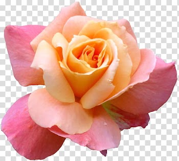 Pink and orange rose in bloom transparent background PNG clipart
