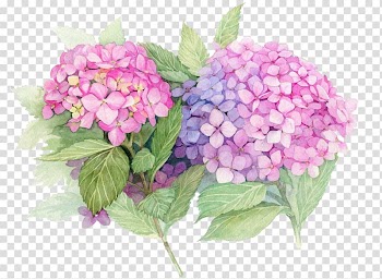 Pink and purple flowers, French hydrangea Paper Painting Flower Decoupage, purple watercolor flowers transparent background PNG clipart
