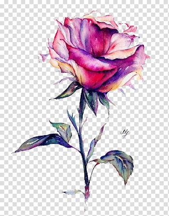 Pink and purple rose flower illustration, Watercolor flowers transparent background PNG clipart