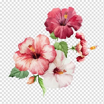 Pink and red Hibiscus flowers illustration, Hibiscus Flower Drawing Watercolor painting, Watercolor flowers transparent background PNG clipart