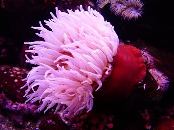 Pink and Red Seaweeds