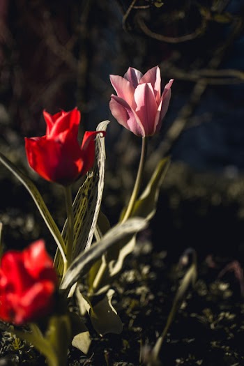 Pink and Red Tulips Closeup Photography