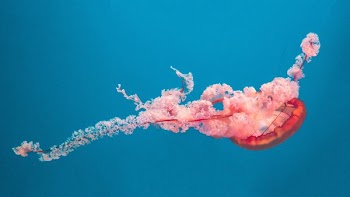pink and red underwater jellyfish
