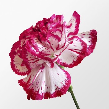 Pink and white carnation, two-tone | Free Photo - rawpixel