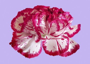 Pink and white carnation, two-tone | Free PSD - rawpixel