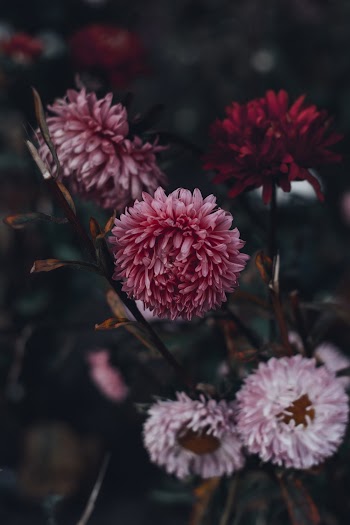 Pink and White Daisies in Closeup Photo