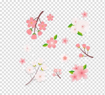 Pink and white flowers illustration, Cherry blossom Pink , color cherry blossom decorative pattern Japan transparent background PNG clipart